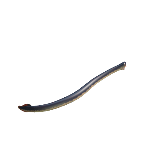 p3d.in - Animal conodonte Promissum