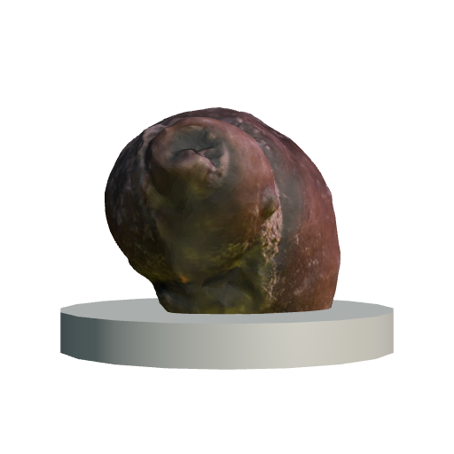 Holopea obliqua (Click to view in 3D!)