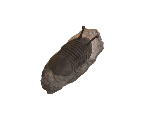 Trilobite stalk eyes