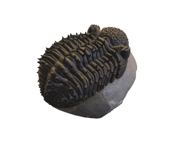 Trilobite - spines