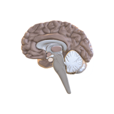 Human brain crosssection