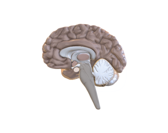 Human brain crosssection