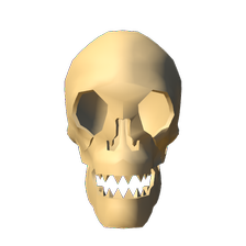Skull (anatomy)