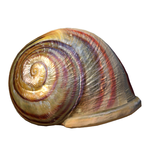Snail, shell