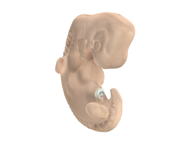 1014207 L15 25 times Life-size Embryo OPT