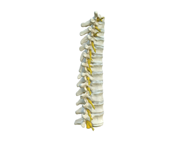 1000145 A73 thoracic spinal column opt