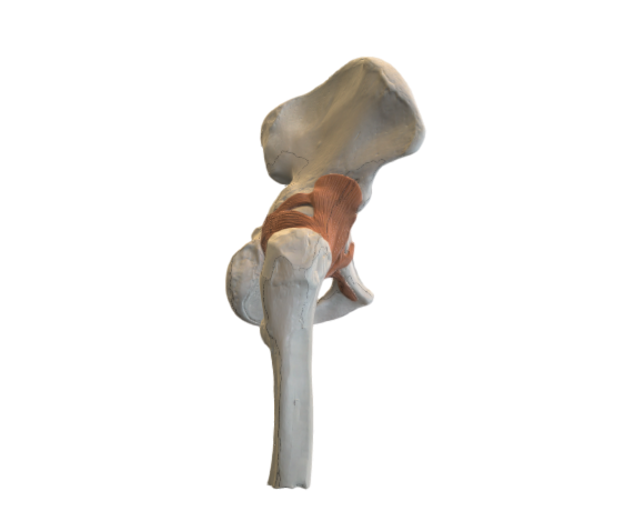 1000161 A81 Fanctional Hip Joint opt