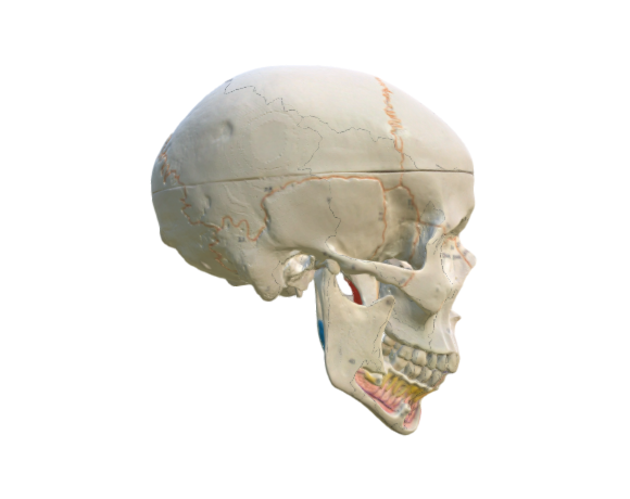 1020167 A22-1 Classic Skull w-opened Jaw opt