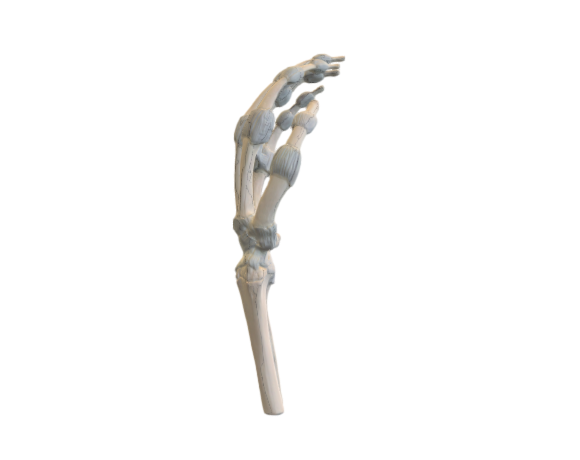 1013683 M36 Hand Skeleton w elastic ligaments OPT