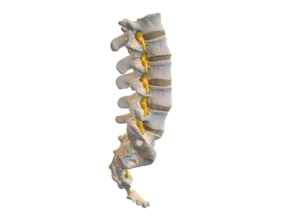 1000146 A74 Lumbar Spinal Column opt