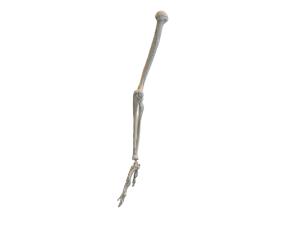 1019371 A45L Arm Skeleton left opt