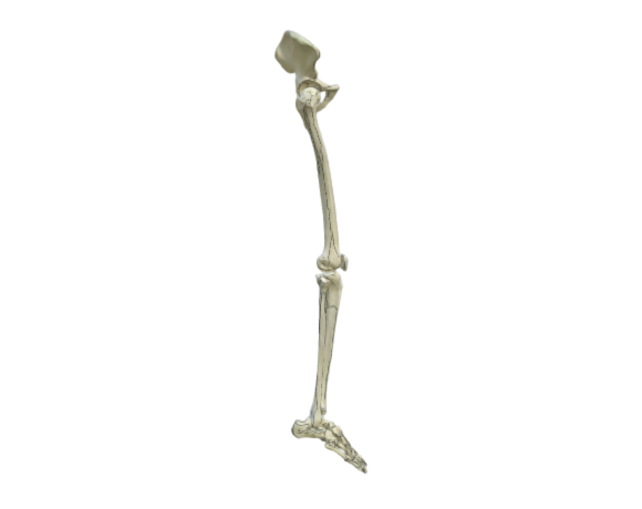 1019366 A36 R skeleton leg w hip opt