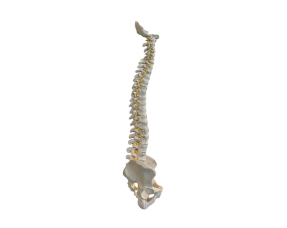 1008545 VB84 Flexible Spine with soft discs opt