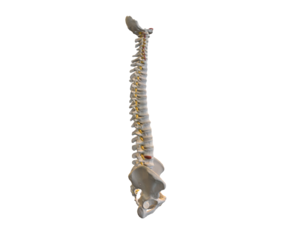 1000130 A59-1 Highly Flexible Spine opt