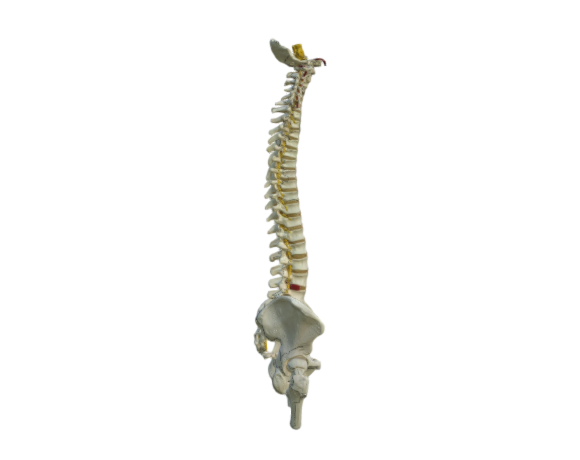 1000126 A58-6 Deluxe Flexible Spine Femur Heads opti