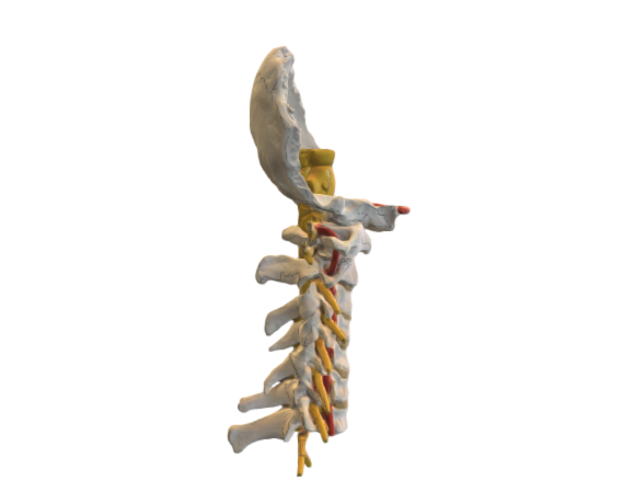 1000144 A72 Cervical Spinal Column opt
