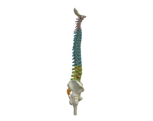 1000129 A58 9 didactic spine w femur opt