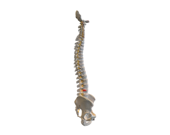 1000124 A58-4 Classic Flexible Spine Female Pelvis opt
