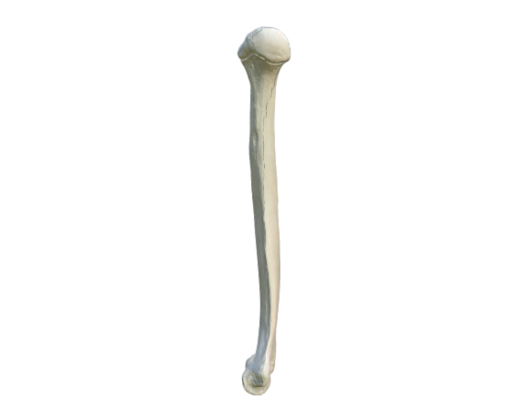 1019372 A45-1R Humerus opt