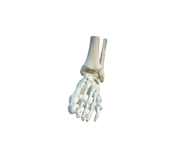 1019357 A31 L foot skeleton opt