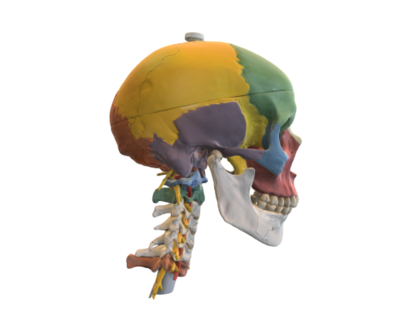 1020161 A20-2 didactic skull on cervical full optimized