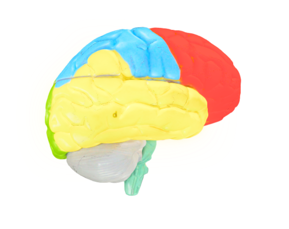 1000228 C22 Neuro Anatomical Brain Complete opt