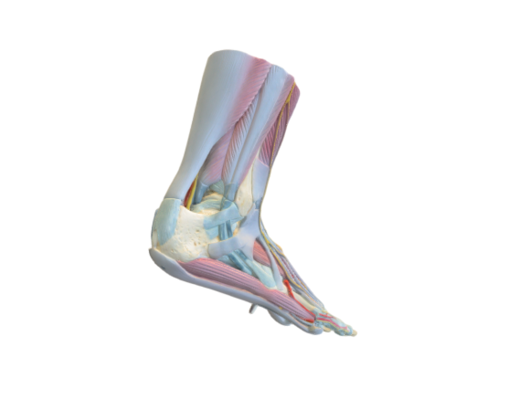 1019421 M34-1 Foot Skeleton full optimized