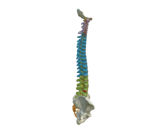 1000128 A58 8 Didactic Flexible Spine full opt