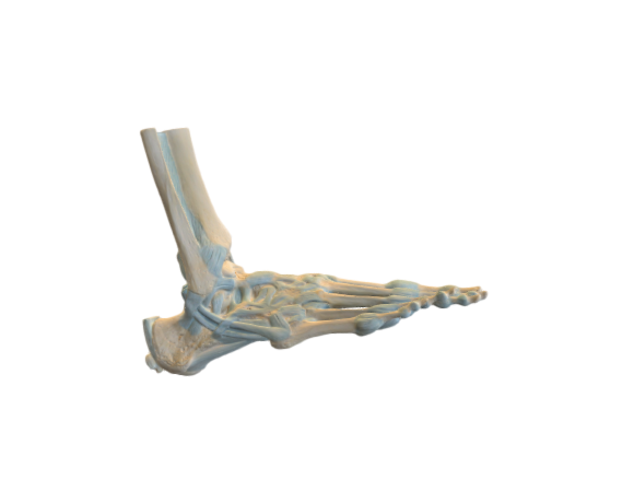 1019421 M34 Foot Skeleton opt