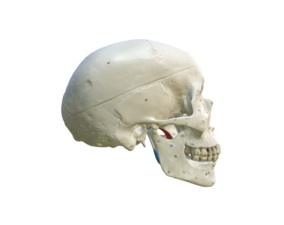 1020168 A23 skull painted full opt