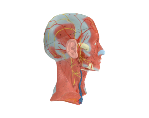 1000214 C05 Head and Neck Musculature opt