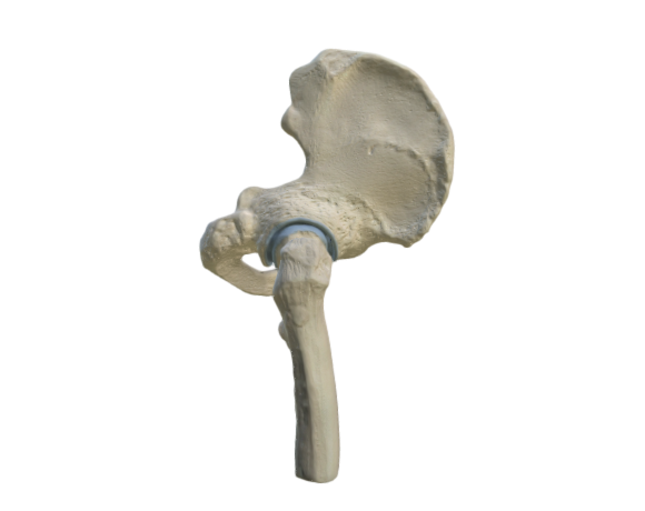1000168 mini human hip joint part1 opt