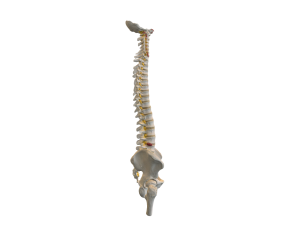 1000122 A58-2 Flexible Spine with Femur Heads opt