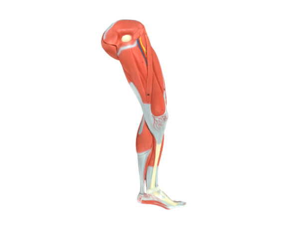 1000351 M20 muscular leg full opt