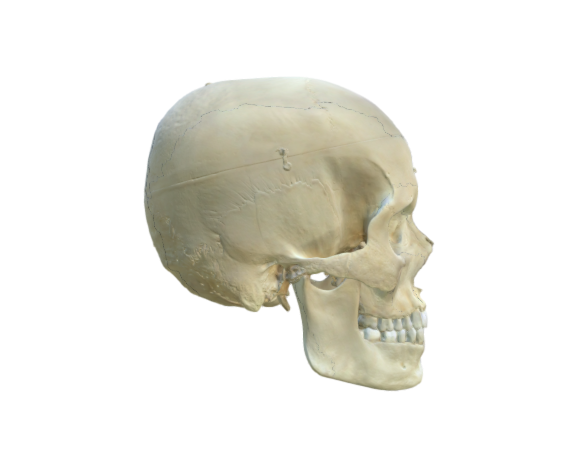 1000062 A281 Bonelike skull full optimized