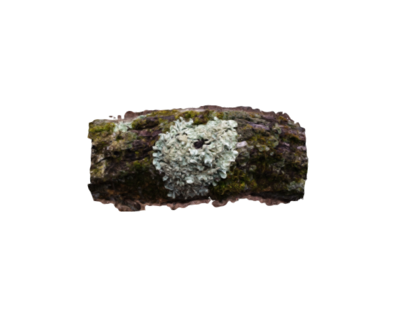 Lichen on a fallen tree