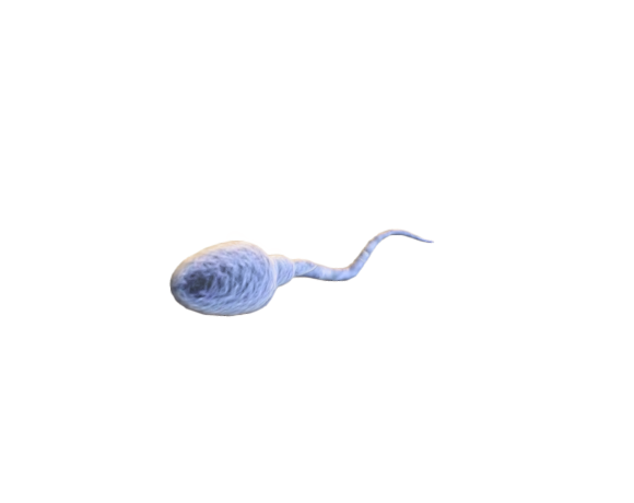 Spermatozoid human
