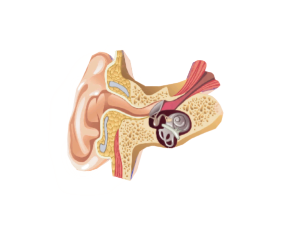 Human ear structure