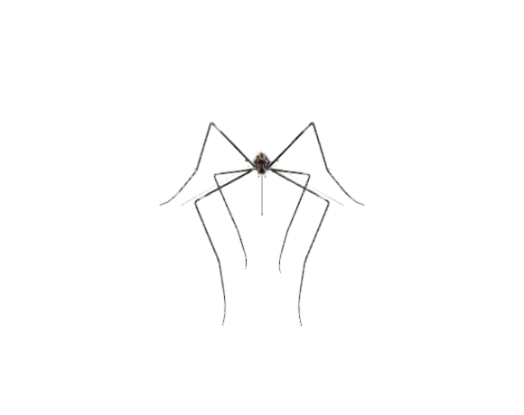 Mosquito