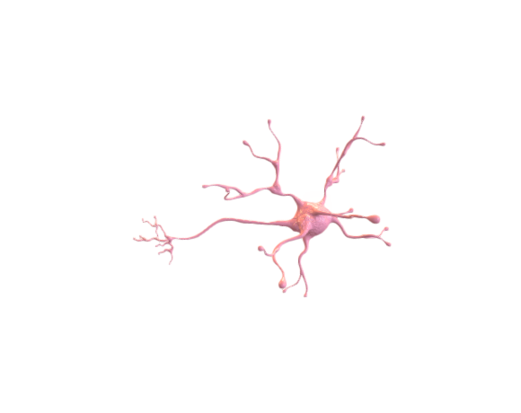 Neuron