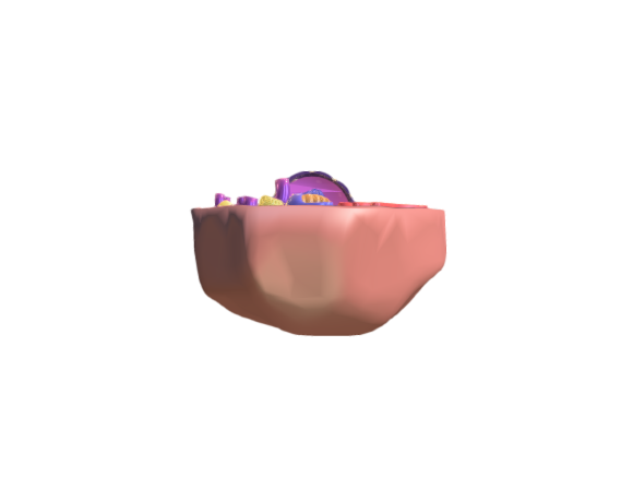 Animal cell