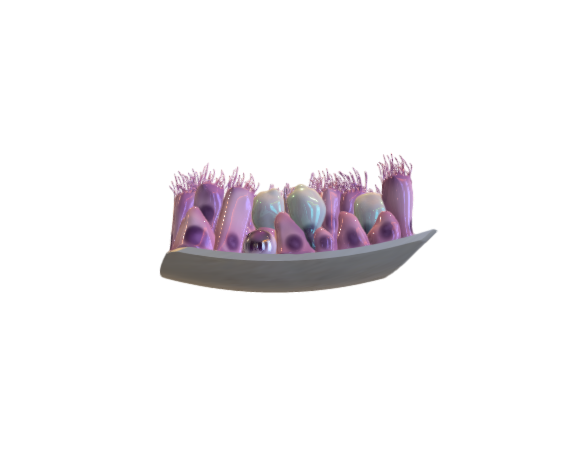 Epithelium of the trachea