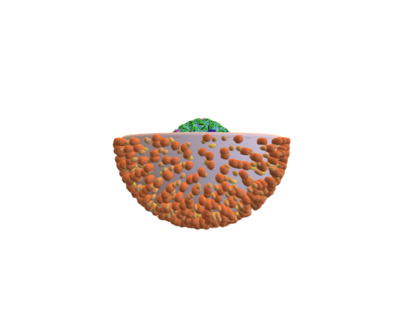 Herpes Simplex Virus (Sectioned)
