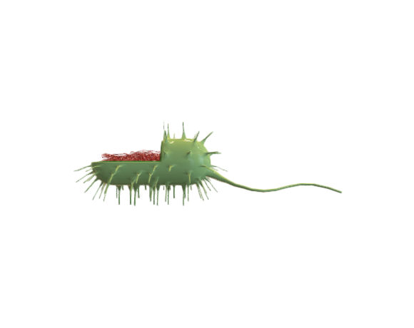 Procariote cell