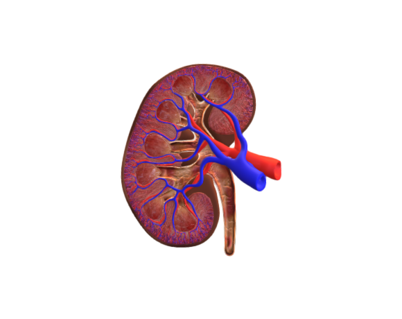Human kidney