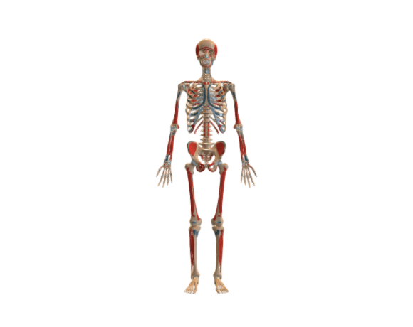  Muscular insertions