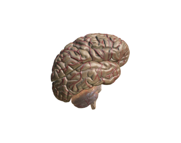 Human brain