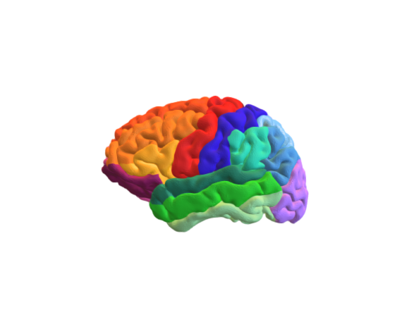 Human brain structure