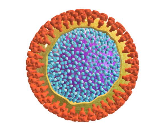 Hepatitis B