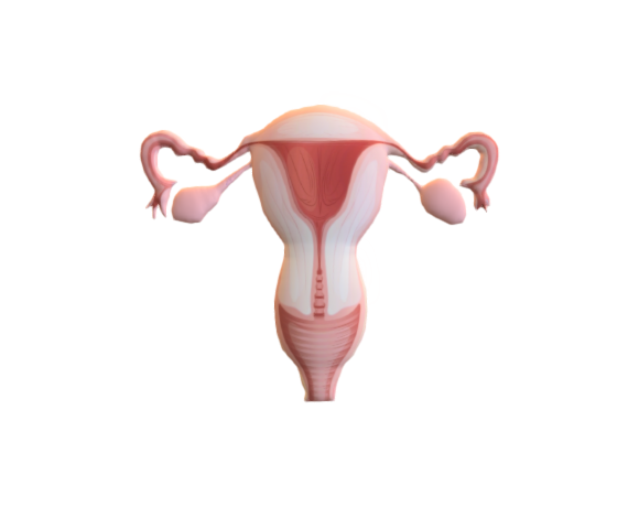 Uterus anatomy 